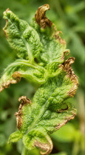 Calcium Deficiency