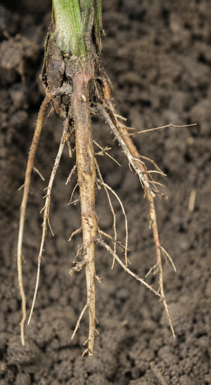 Weak Root System