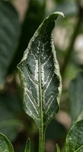 Chili Black Thrips
