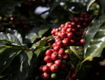 Coffee Plantations