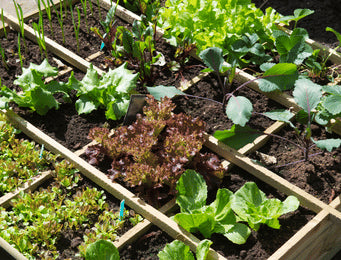 Container Vegetables