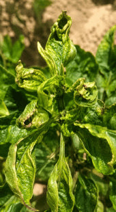 Copper Deficiency