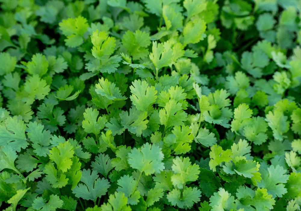 Coriander - Dhaniya Farming Schedule Utkarsh