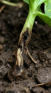 Damping-Off Infection
