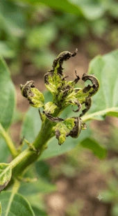 Deformed Growth