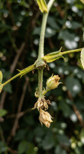 Delayed Flower Formation