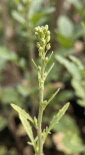 Delayed Flowering