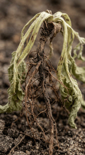 Stunted Root Development
