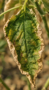 Abiotic Stress Shock