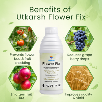 Flower Fix (Alpha Naphthyl Acetic Acid 4.5% SL) | Plant Growth Regulator