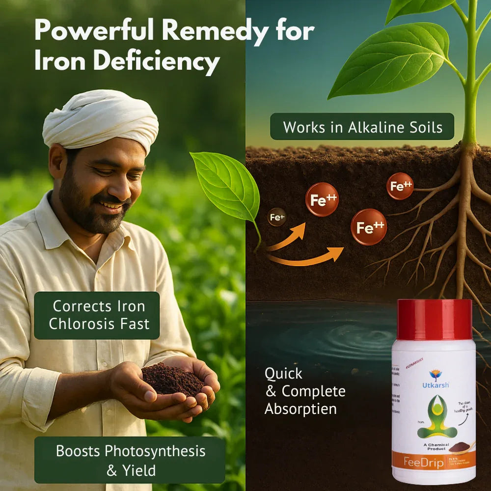FeeDrip - Fe 6 % EDDHA Chelated (100 % Water Soluble Chemical for Soil Application) - Utkarsh Agrochem Pvt ltd. 