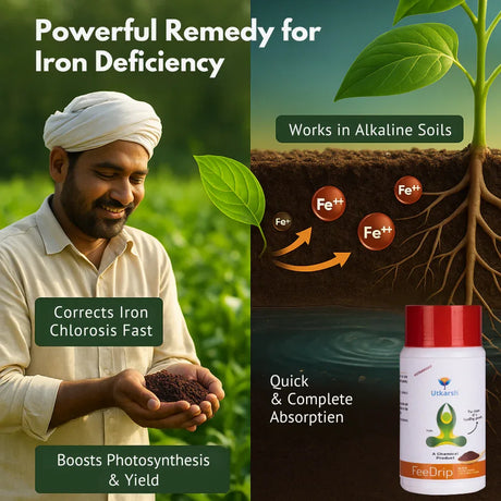 FeeDrip - Fe 6 % EDDHA Chelated (100 % Water Soluble Chemical for Soil Application) - Utkarsh Agrochem Pvt ltd. 