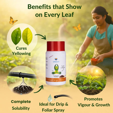 FeeDrip - Fe 6 % EDDHA Chelated (100 % Water Soluble Chemical for Soil Application) - Utkarsh Agrochem Pvt ltd. 