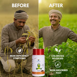 FeeDrip - Fe 6 % EDDHA Chelated (100 % Water Soluble Chemical for Soil Application) - Utkarsh Agrochem Pvt ltd. 
