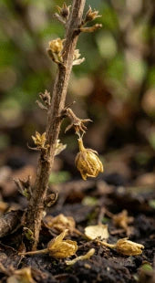 Weak Flowering