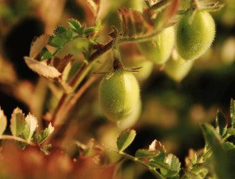 Fodder Legumes