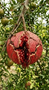Fruit Cracking