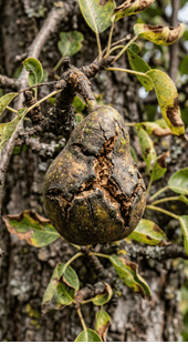 Fruit Cracking Deformation