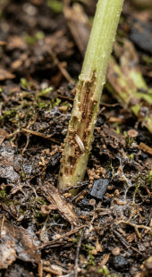 Fungus Gnat Infestations