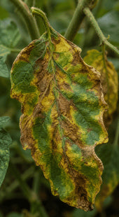 Pest-Induced Wilt