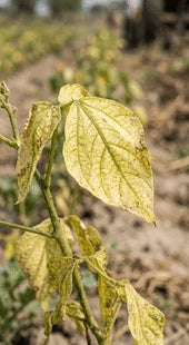 General Leaf Pale