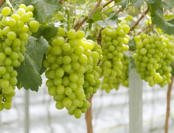 Vine Crops (Grapes)