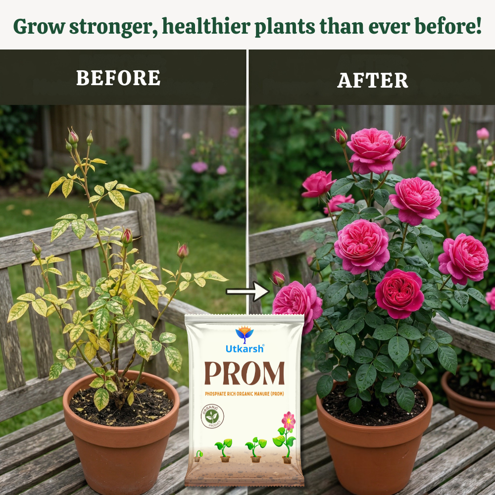 PROM - Phosphate Rich Organic Manure for Plants, Home Garden, 100% Water Soluble Granules, Fertilizers for Plants Growth, Bio DAP to Improve Flowering, Fruiting & Vegetables