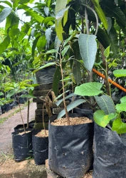 Grow Bags