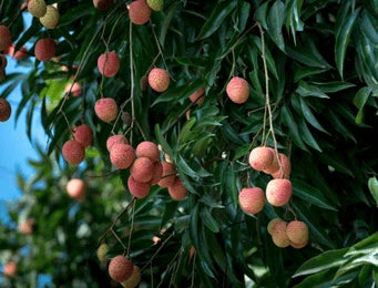 Subtropical Fruit Crops (Guava, Citrus, Litchi)