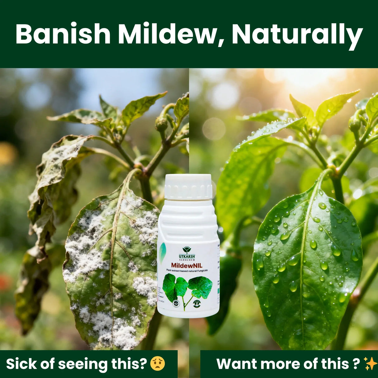 MildewNil - Plant Extract-Based Natural Fungicide - Utkarsh Agrochem Pvt ltd. 