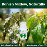 MildewNil - Plant Extract-Based Natural Fungicide - Utkarsh Agrochem Pvt ltd. 