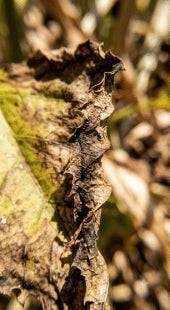 Heat and Cold Damage