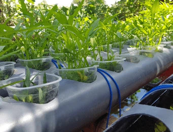 Hydroponic Systems