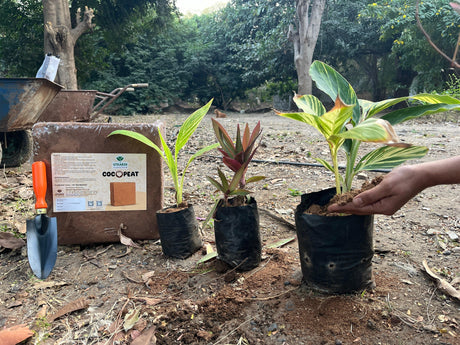 Cocopeat Block 4.4 Kg – Expands up to 75 litres of Cocopeat Powder for Growing Flowers, Vegetables & Herbs, Seedling, Hydroponic and Home Gardening - Utkarsh Agrochem Pvt ltd. 