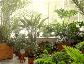 Pots & Planters