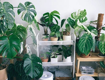 Indoor Foliage