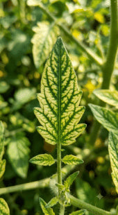 Interveinal Chlorosis