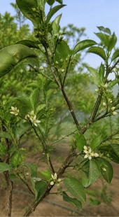 Irregular Flowering Flushes