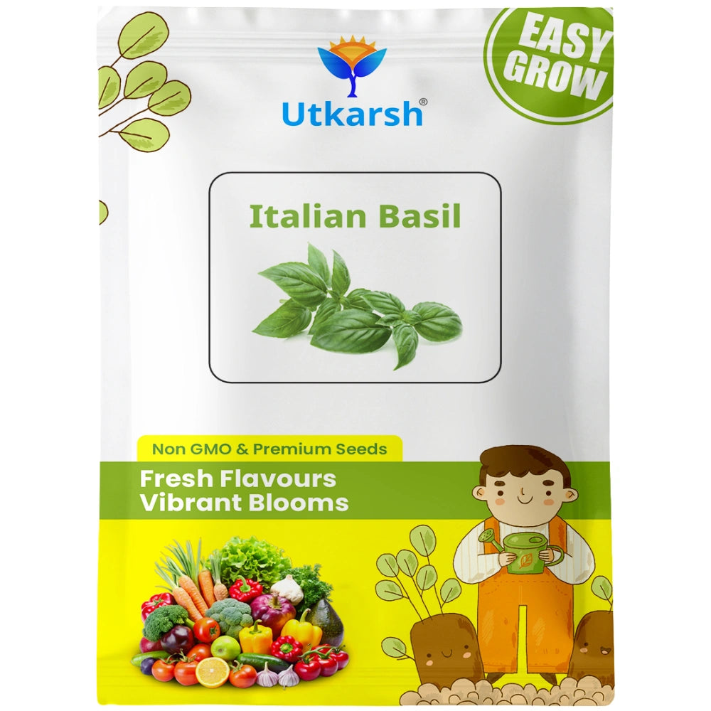 Italian Basil Herb Seeds For Home & Kitchen Garden (Green, Approx. 1000 Seeds Per Pack)