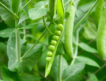 Garden Legumes