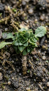 Leaf Rosetting