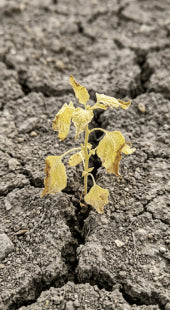 Lifeless Soil Profile