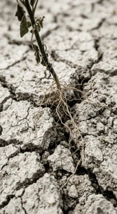 Low Organic Carbon
