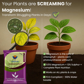 Epsom Salt - Magnesium Sulphate for Plants Growth and Home Garden | 100% Water Soluble Fertilizer | Enhances Photosynthesis & Nutrient Uptake