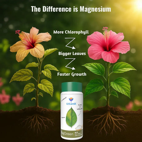 Magnesium - 5% EDTA Chelated Micronutrient, 100% Water Soluble Fertilizers for Plants, Growth Booster for Healthy Green Plants, Crops, Home Garden | MagGreen - Utkarsh Agrochem Pvt ltd. 