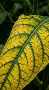 Magnesium Deficiency