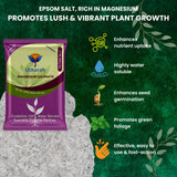 Epsom Salt - Magnesium Sulphate for Plants Growth and Home Garden | 100% Water Soluble Fertilizer | Enhances Photosynthesis & Nutrient Uptake