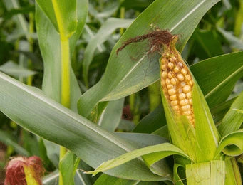 Maize (Corn)