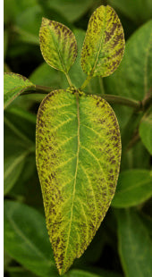 Manganese Deficiency
