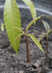 Soil Drenching (7-15 Years)